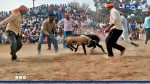 महाशिवरात्रि पर्वको अवसरमा भेडा जुधाइ प्रतियोगिता सम्पन्न